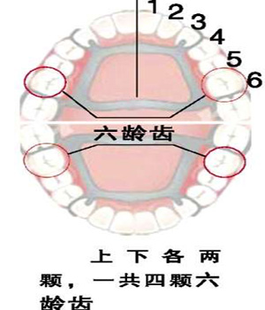 六龄齿