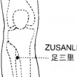 足三里怎么找 足三里的准确位置图