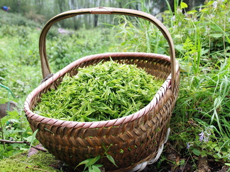 不同季节茶叶的不同特性